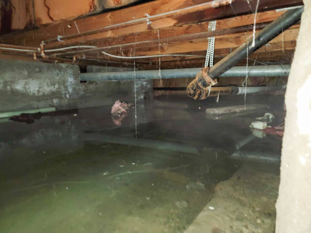 Best Local water damage restoration  in La Cienega, NM